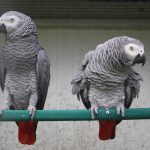 Royaume-Uni : Des perroquets d’Afrique exclus d’un zoo pour avoir insulté de visiteurs