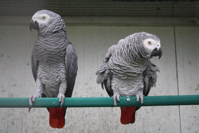 Royaume-Uni : Des perroquets d’Afrique exclus d’un zoo pour avoir insulté de visiteurs