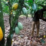 Une plantation de cacao en Côte d'Ivoire