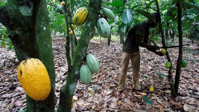 Une plantation de cacao en Côte d'Ivoire