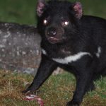 Vue nocturne du Diable de Tasmanie dans un habitat sauvage