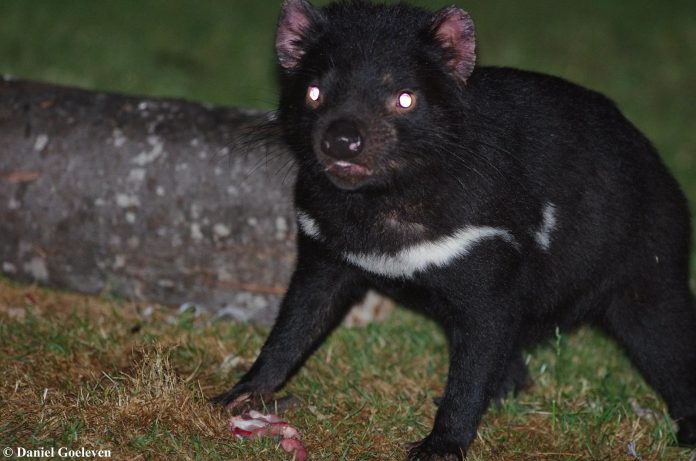 Vue nocturne du Diable de Tasmanie dans un habitat sauvage