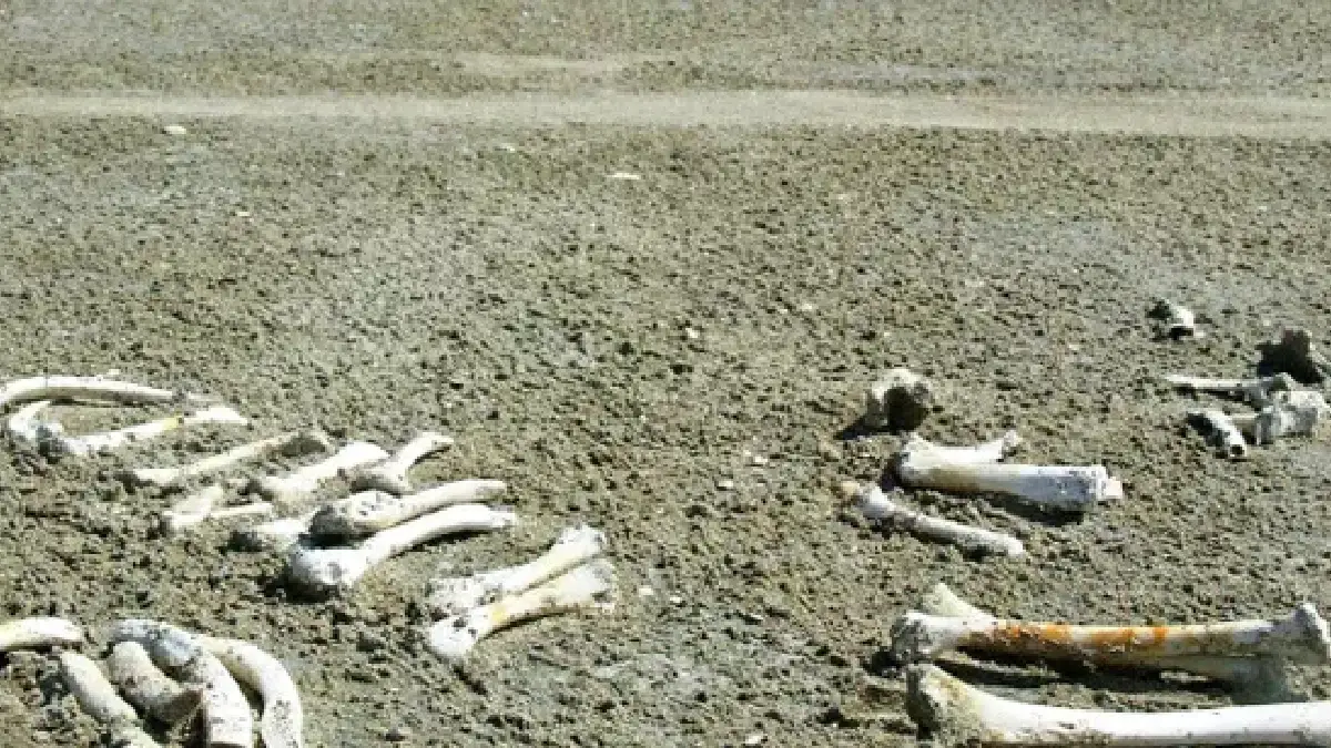 Des ossements humains découverts dans un champ près de Laragne-Montéglin en France