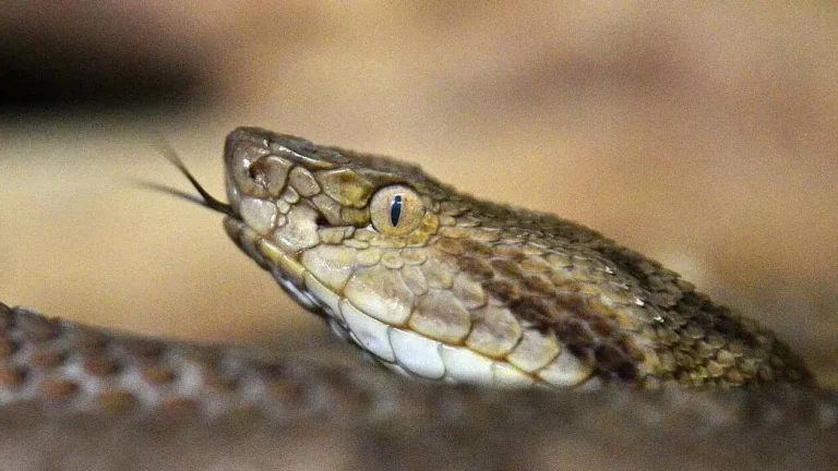 Vers la migration de nombreux serpents venimeux, des millions de personnes en danger @CARL DE SOUZA _ Crédits _ AFP