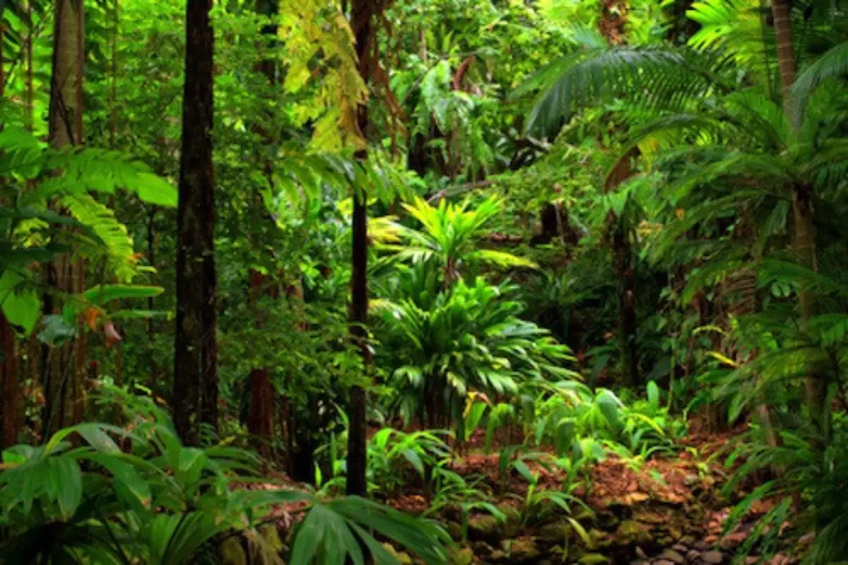 forêt sacrée d'Awatsé